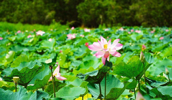 Exploration du parc national de Tram Chim-Ramsar-Dong Thap-lotus